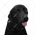 draw your pet into vector art cartoon