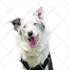 draw your pet into vector cartoon