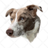 draw vector illustration your dog cat or pet 12 hrs
