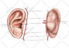 create medical and scientific illustration for publication