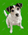 turn your pet into a digital artwork