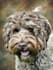 draw a pet potrait in digital oil painting