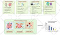 create your figures by using biorender and coogle it software