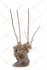 remove background, cut out image, photo editing in photoshop