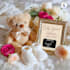 create a special baby announcement invitation