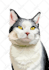 draw a custom cartoon pet portrait from your dog or cat photo