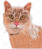 digitize image into embroidery digitizing in 1 hour