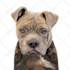 draw amazing cartoon portrait for your dog, cat or any pet