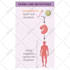 create medical illustrations, infographics, diagrams
