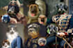 create custom royal pet portrait renaissance historical pet illustration