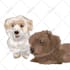 draw your pets animal photo into cute animal illustrations