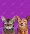 draw an awesome pet cartoon portrait