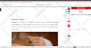 write SEO articles and blogs on your dogs and pet