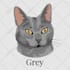 draw pet pop art, pet illustration on ipad procreate