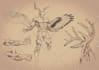 draw professional anatomical drawings for animals