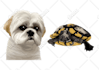 make a pet portrait from a photo of your pet