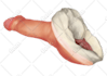create medical illustrations for you