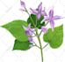 draw plant, botanical illustration