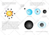 draw educational, science diagrams, illustrations, 2d vector