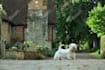create perfect pet photos with professional editing