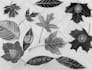 draw  botanical  illustration art for you