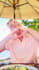 do image background removal super fast delivery white or transparent