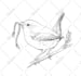 draw animal, fish, bird hand drawn vector illustrations
