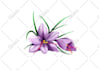 draw professional botanical illustrations