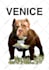 draw pop art portrait wpap pet for your dog cat or any animal