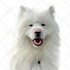 draw amazing cartoon portrait for your dog, cat or any pet