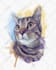 do a custom pet portrait, dog portrait, cat portrait