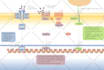 make a scientific illustration for your next paper