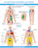 create anatomy, medical, and scientific illustrations