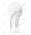 do super detail line art