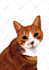 do vector illustration dog cat animal pet cartoon portrait