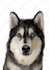 make vector illustration dog cat animal pet cartoon portrait in 24 hours
