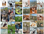 manage and grow your instagram account professionally
