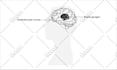 do medical, anatomical, and science illustrations