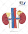 draw anatomy and medical vector illustration