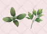 draw botanical illustrations of flowers, plants and fruits