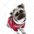 draw minimalist realistic pet vector art