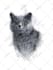 draw your pet portrait in scribble art portrait style