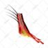 draw human anatomy illustrations