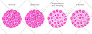 illustrate scientific figures for journal publications