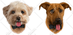 draw a custom cartoon pet portrait from your dog or cat photo