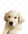 draw a cartoon for your pets in 24 hour