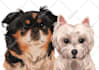 illustrate your pet in my own style