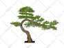 create 3d plants in speedtree