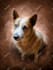 draw pet portrait, dog portrait, cat portrait oil painting
