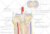 create medical anatomy surgical and scientific illustrations